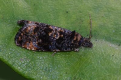 <i>Endothenia ustulana</i>