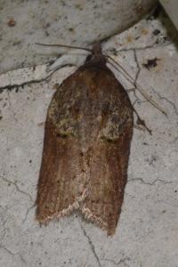 <i>Acleris hastiana</i>