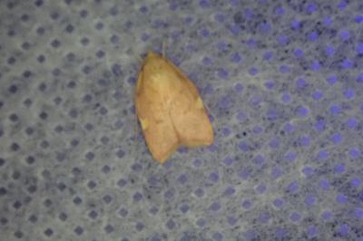 <i>Carcina quercana</i>