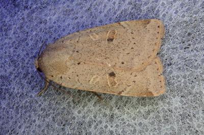 <i>Noctua comes</i>
