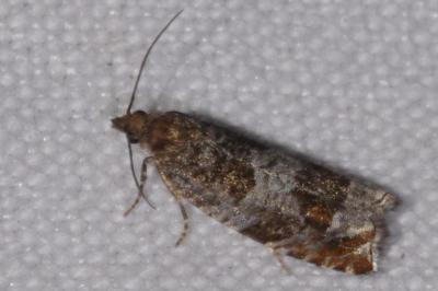 <i>Ancylis achatana</i>
