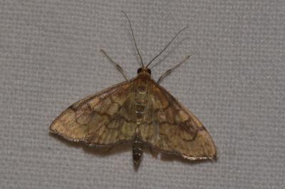 <i>Anania verbascalis</i>