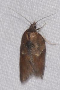 <i>Acleris hastiana</i>