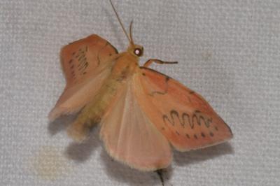 <i>Miltochrista miniata</i>