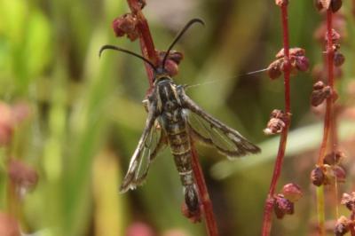 <i>Pyropteron meriaeforme</i>