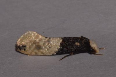 <i>Trichophaga tapetzella</i>