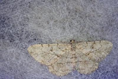 <i>Peribatodes rhomboidaria</i>