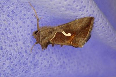 <i>Macdunnoughia confusa</i>