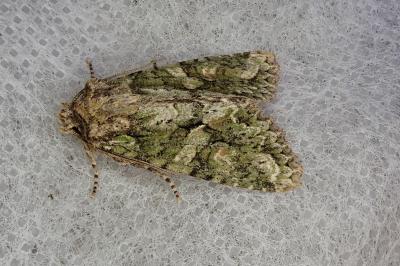 <i>Dryobotodes eremita</i>