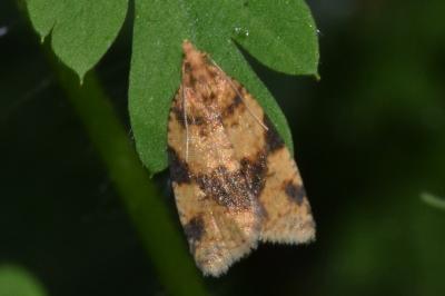 <i>Epagoge grotiana</i>
