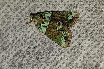 <i>Cryphia algae</i>