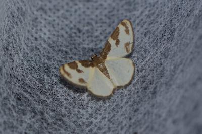<i>Lomaspilis marginata</i>
