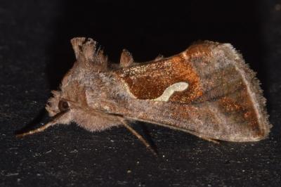 <i>Macdunnoughia confusa</i>