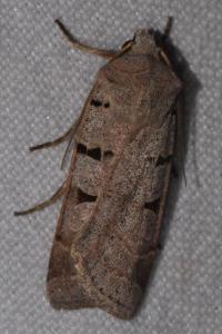<i>Eugnorisma glareosa</i>