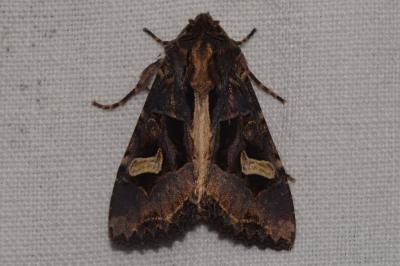 <i>Trigonophora flammea</i>