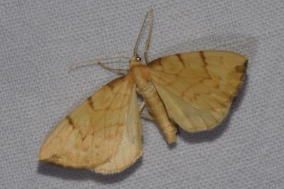 <i>Gandaritis pyraliata</i>