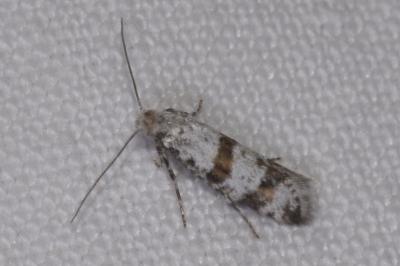 <i>Scythropia crataegella</i>
