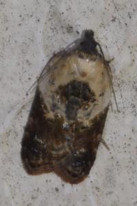 <i>Acleris variegana</i>