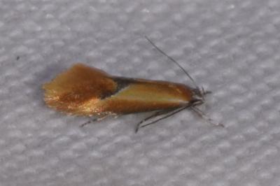 <i>Batia lunaris</i>