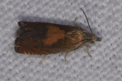 <i>Dichrorampha</i>