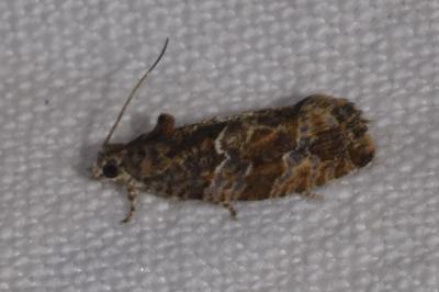 <i>Eudemis profundana</i>