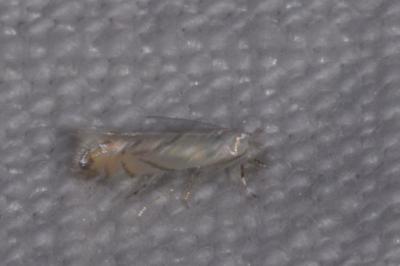 <i>Phyllonorycter harrisella</i>