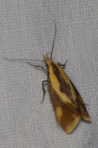 <i>Harpella forficella</i>