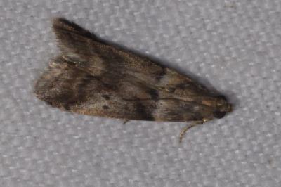 <i>Acrobasis consociella</i>