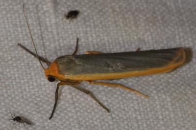 <i>Manulea complana</i>
