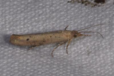 <i>Ypsolopha ustella</i>