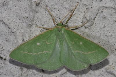 <i>Thetidia smaragdaria</i>