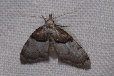 <i>Nola cucullatella</i>