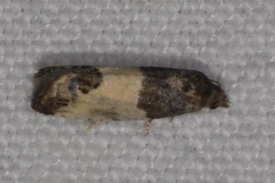 <i>Spilonota ocellana</i>
