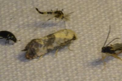 <i>Cochylis posterana</i>