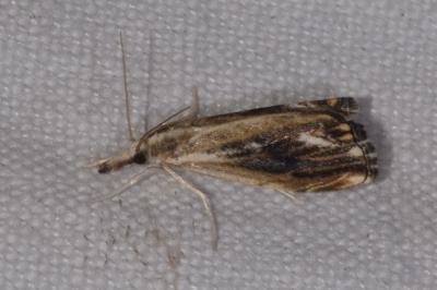 <i>Catoptria verellus</i>