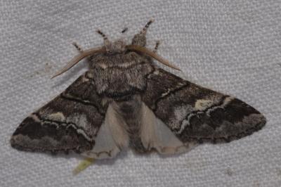<i>Drymonia querna</i>