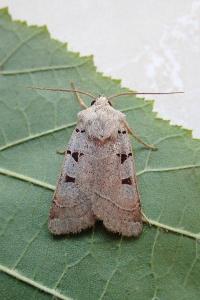 <i>Eugnorisma glareosa</i>