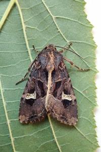 <i>Trigonophora flammea</i>