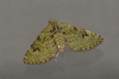 <i>Chloroclystis v-ata</i>