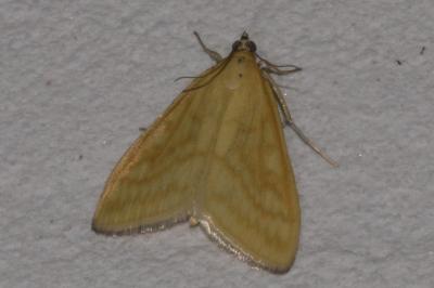 <i>Sitochroa verticalis</i>
