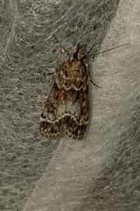 <i>Eudonia mercurella</i>