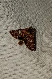 <i>Anarta myrtilli</i>