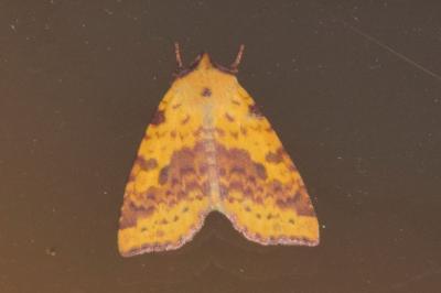 <i>Xanthia togata</i>