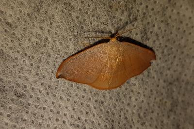 <i>Watsonalla binaria/uncinula</i>