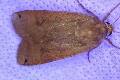<i>Noctua pronuba</i>