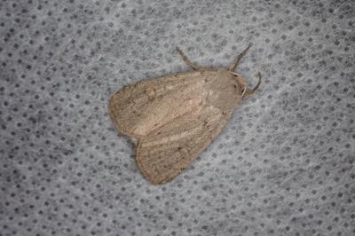 <i>Xestia castanea</i>