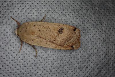 <i>Noctua pronuba</i>