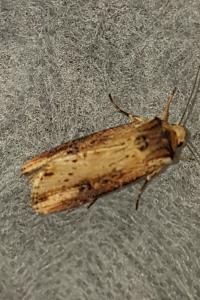 <i>Axylia putris</i>