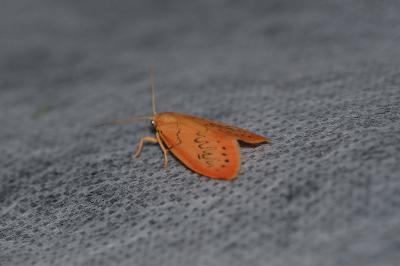 <i>Miltochrista miniata</i>