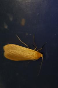 <i>Wittia sororcula</i>